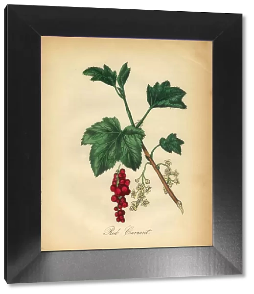 Red Currant Victorian Botanical Illustration