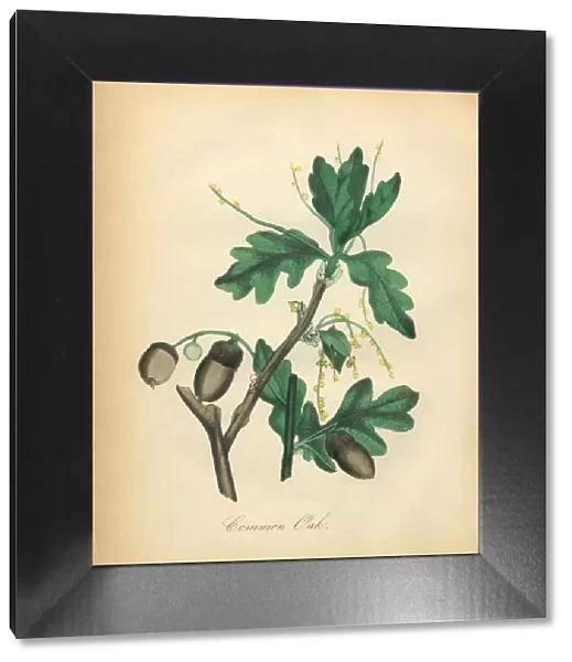 Common Oak TreeVictorian Botanical Illustration
