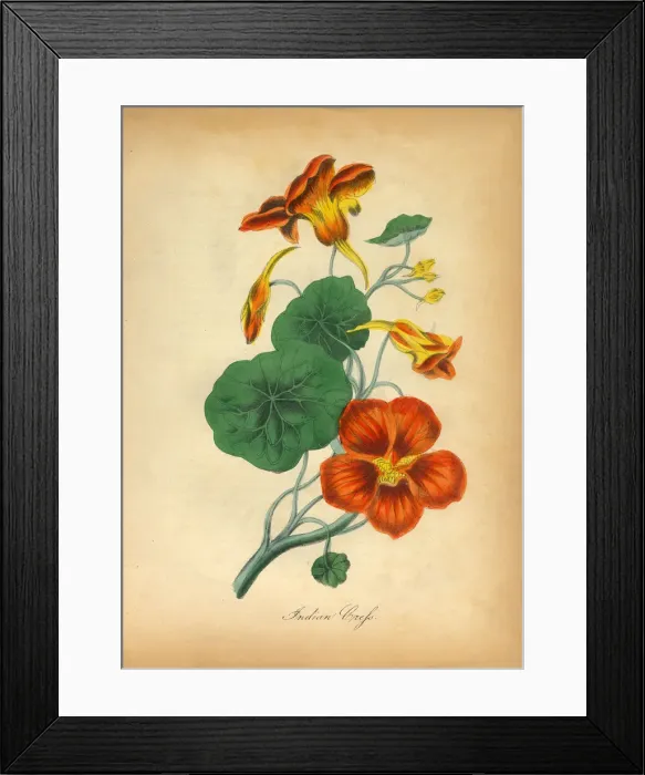 Framed Print : Indian CrefsVictorian Botanical Illustration Framed Print : Indian CrefsVictorian Botanical Illustration