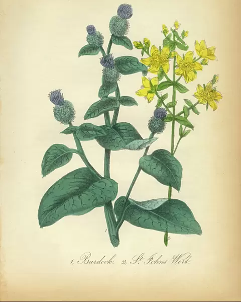 Burdock and St. Johns WortVictorian Botanical Illustration