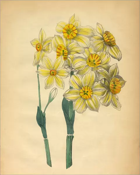Three-anthered rush Daffodil Victorian Botanical Illustration