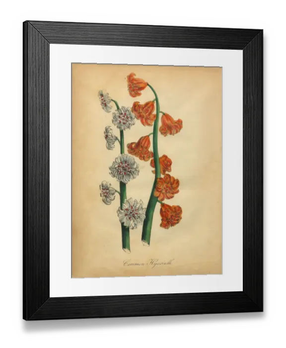 Framed Print : Common Hyacinth Victorian Botanical Illustration Framed Print : Common Hyacinth Victorian Botanical Illustration