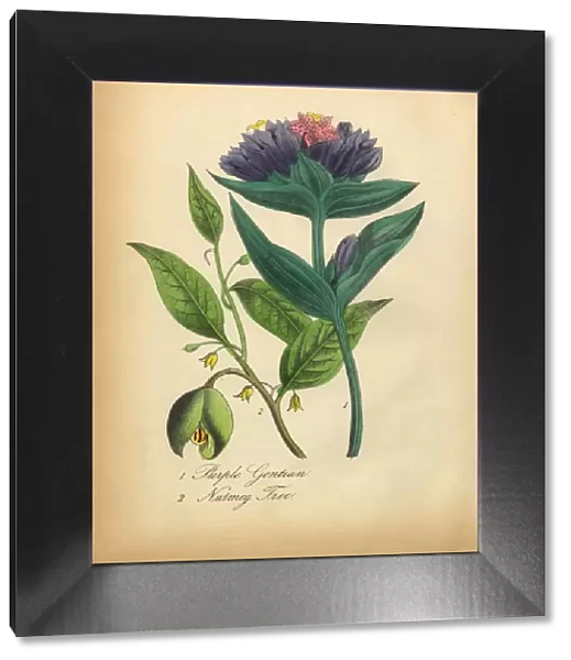 Purple Gentian and Nutmeg Tree Victorian Botanical Illustration