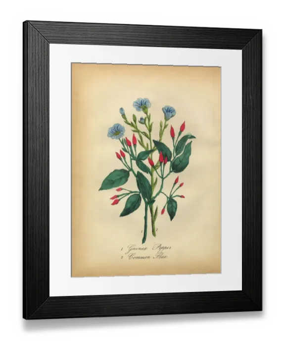 Framed Print : Guinea Pepper and Common Flax Victorian Botanical Illustration Framed Print : Guinea Pepper and Common Flax Victorian Botanical Illustration