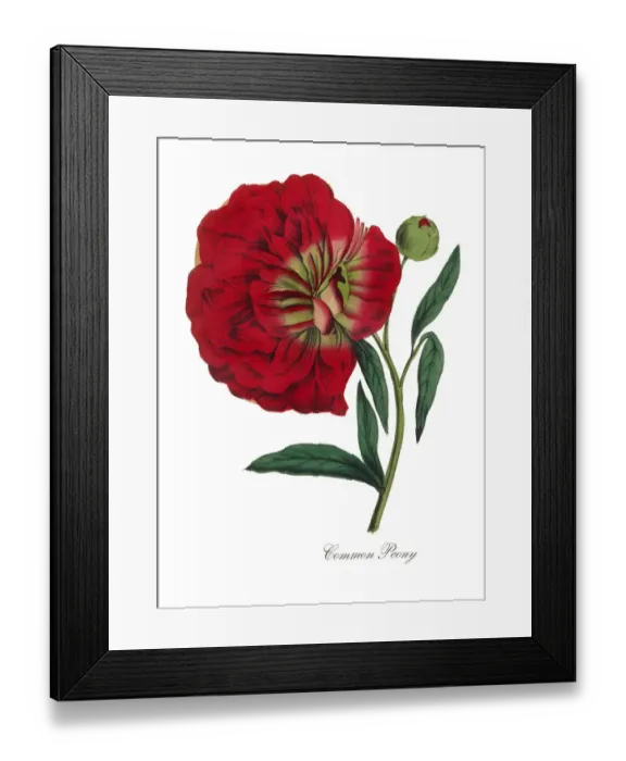Framed Print : Common Peony Victorian Botanical Illustration Framed Print : Common Peony Victorian Botanical Illustration