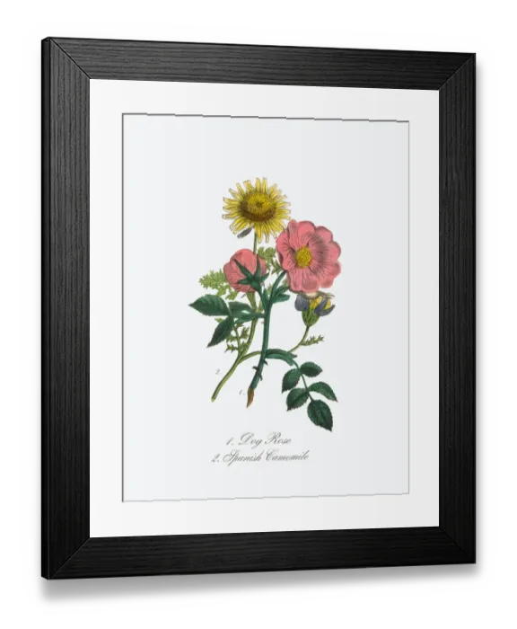 Framed Print : Dog Rose and Spanish Camomile Victorian Botanical Illustration Framed Print : Dog Rose and Spanish Camomile Victorian Botanical Illustration