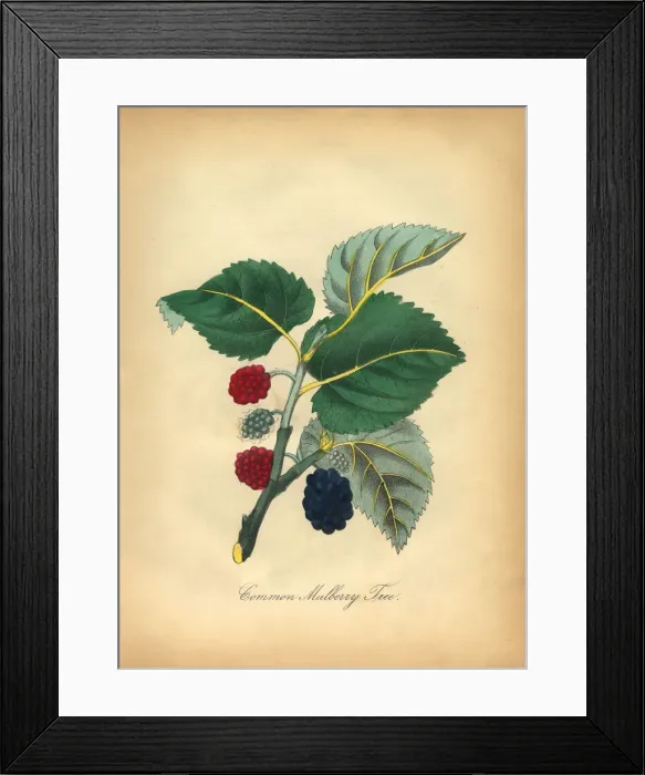 Framed Print : Common Mulberry Tree Victorian Botanical Illustration Framed Print : Common Mulberry Tree Victorian Botanical Illustration