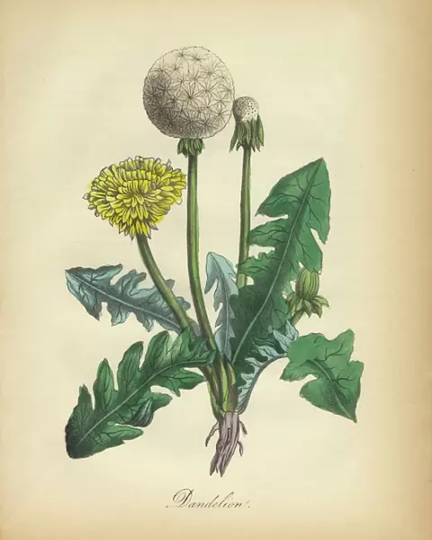 Dandelion Victorian Botanical Illustration