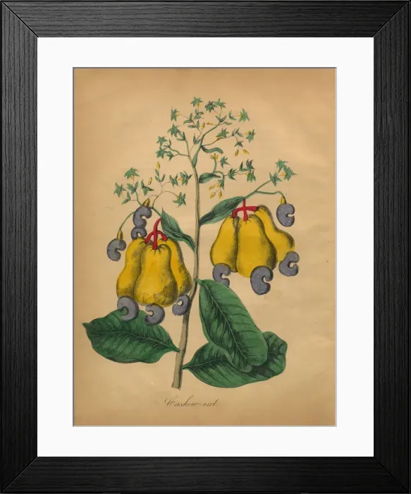 Framed Print : Cashew Nut Victorian Botanical Illustration Framed Print : Cashew Nut Victorian Botanical Illustration