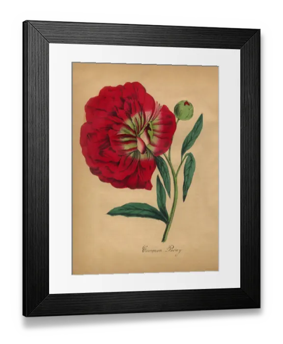 Framed Print : Common Peony Victorian Botanical Illustration Framed Print : Common Peony Victorian Botanical Illustration