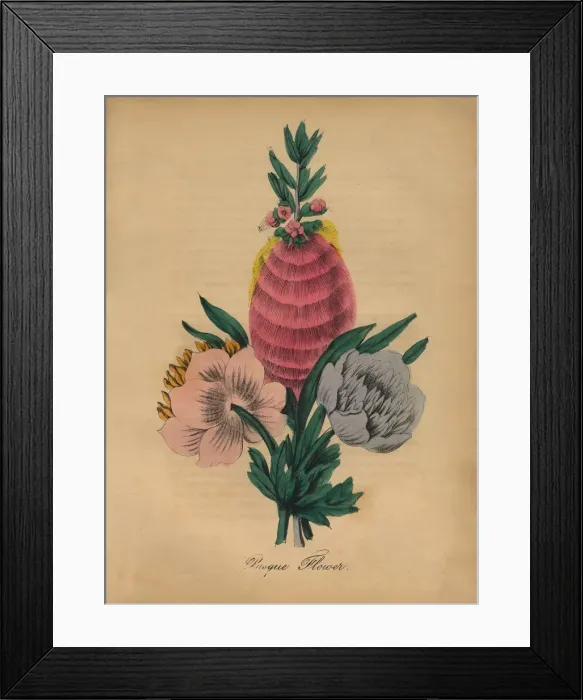 Framed Print : Pasque Flower Victorian Botanical Illustration Framed Print : Pasque Flower Victorian Botanical Illustration