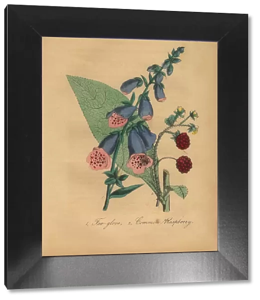 Foxglove and Common Raspberry Victorian Botanical Illustration