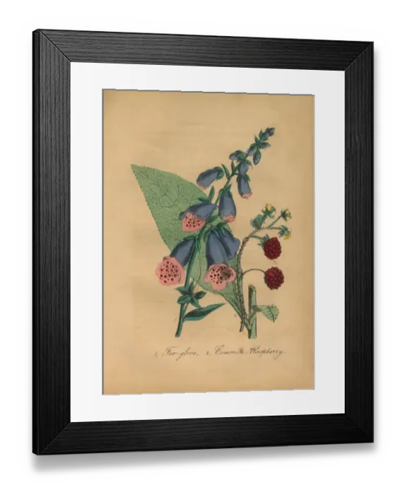 Framed Print : Foxglove and Common Raspberry Victorian Botanical Illustration Framed Print : Foxglove and Common Raspberry Victorian Botanical Illustration
