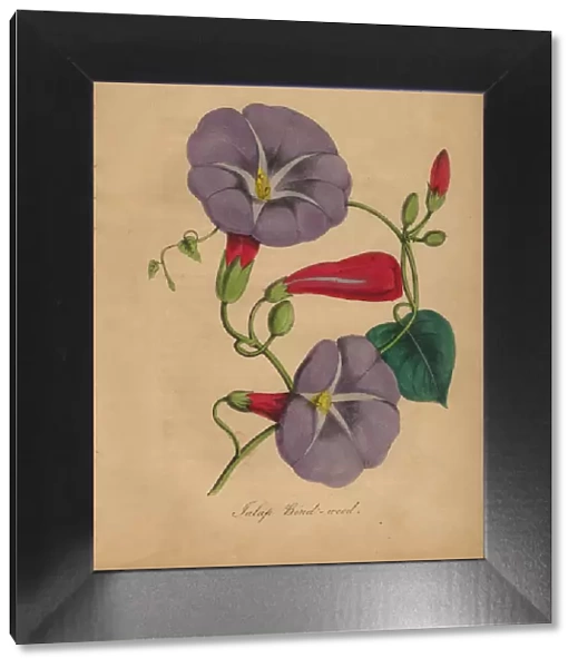 Bindweed or Morning Glory Victorian Botanical Illustration