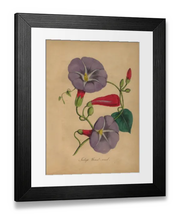 Framed Print : Bindweed or Morning Glory Victorian Botanical Illustration Framed Print : Bindweed or Morning Glory Victorian Botanical Illustration