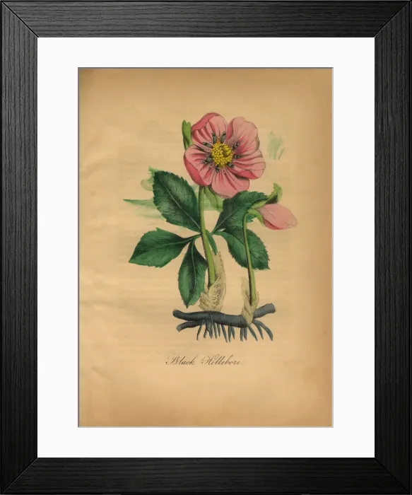 Framed Print : Black Hellebore, Victorian Botanical Illustration Framed Print : Black Hellebore, Victorian Botanical Illustration