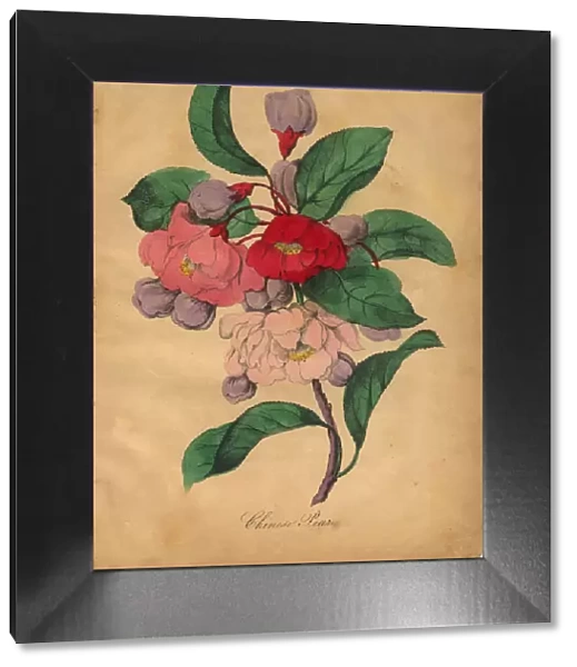 Chinese Pear Victorian Botanical Illustration