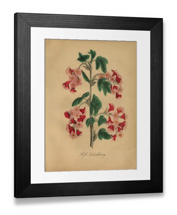 Framed Print : High Blackberry Victorian Botanical Illustration Framed Print : High Blackberry Victorian Botanical Illustration
