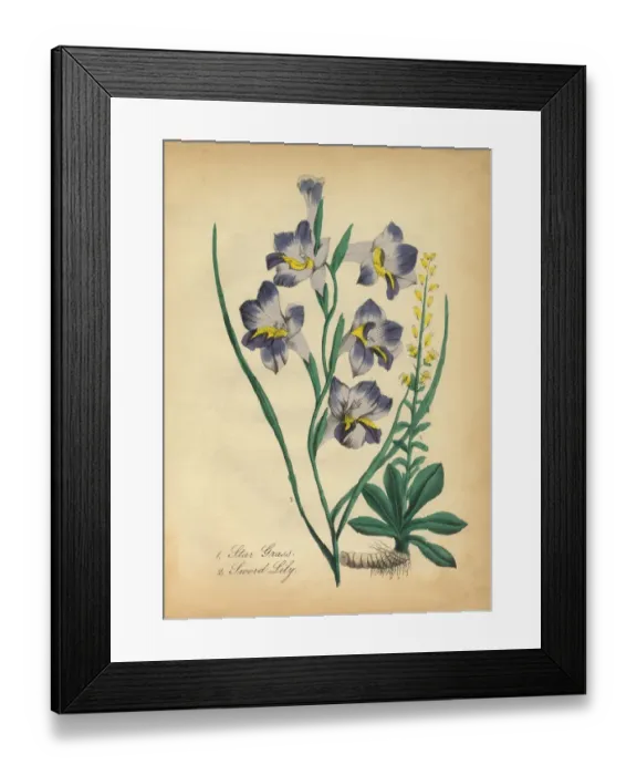 Framed Print : Star Grass and Sword Lily Victorian Botanical Illustration Framed Print : Star Grass and Sword Lily Victorian Botanical Illustration