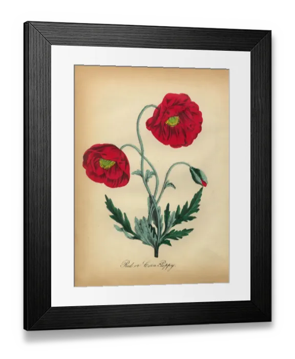 Framed Print : Red Corn Poppy Victorian Botanical Illustration Framed Print : Red Corn Poppy Victorian Botanical Illustration