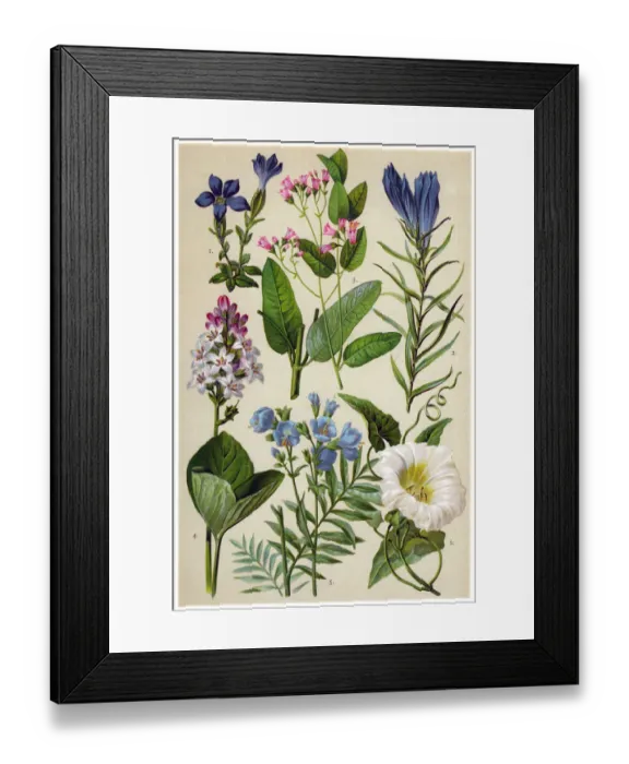 Framed Print : Medicinal and Herbal Plants Framed Print : Medicinal and Herbal Plants