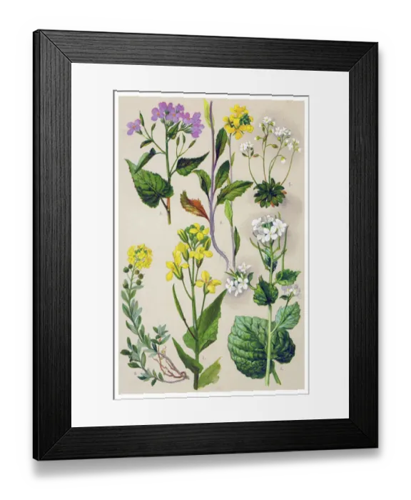 Framed Print : Medicinal and Herbal Plants Framed Print : Medicinal and Herbal Plants