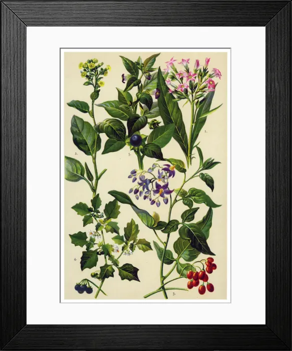 Framed Print : Medicinal and Herbal Plants