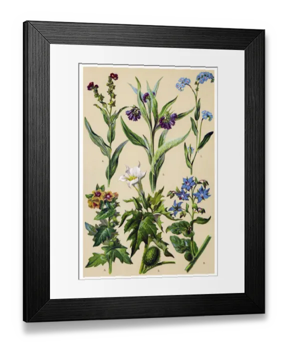 Framed Print : Medicinal and Herbal Plants Framed Print : Medicinal and Herbal Plants