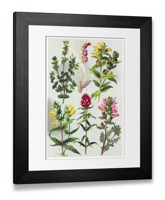 Framed Print : Medicinal and Herbal Plants Framed Print : Medicinal and Herbal Plants