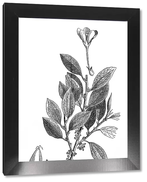 The coca plant (erythroxylon coca)