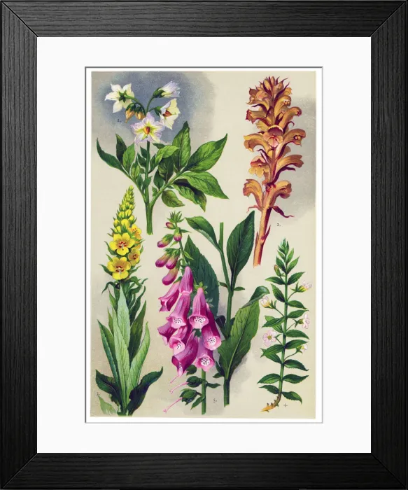 Framed Print : Medicinal and Herbal Plants Framed Print : Medicinal and Herbal Plants