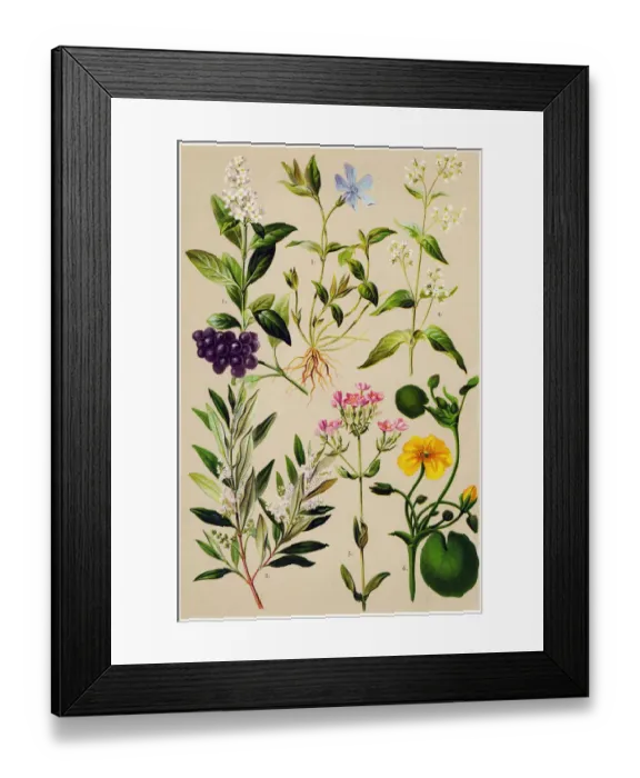 Framed Print : Medicinal and Herbal Plants Framed Print : Medicinal and Herbal Plants