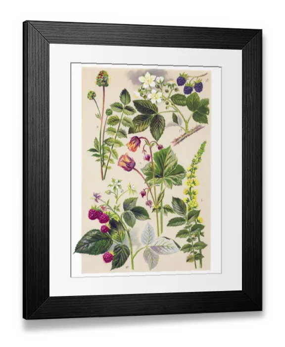 Framed Print : Medicinal and Herbal Plants Framed Print : Medicinal and Herbal Plants