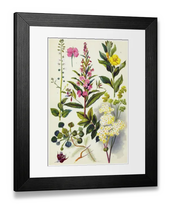 Framed Print : Medicinal and Herbal Plants Framed Print : Medicinal and Herbal Plants