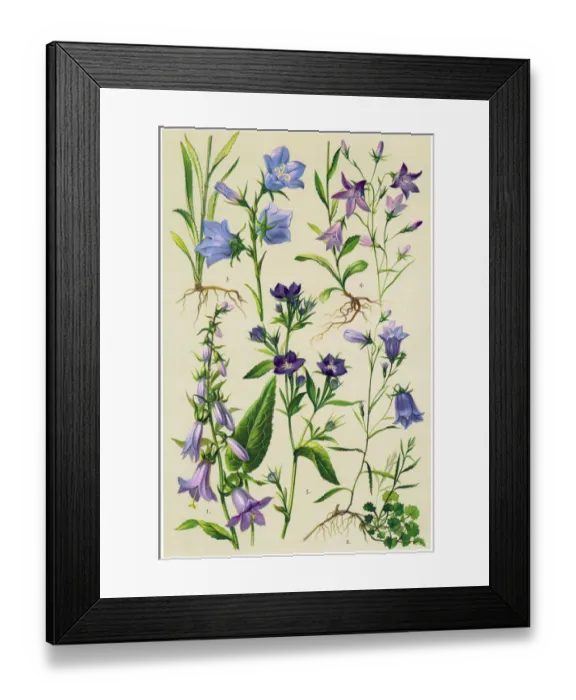 Framed Print : Medicinal and Herbal Plants Framed Print : Medicinal and Herbal Plants