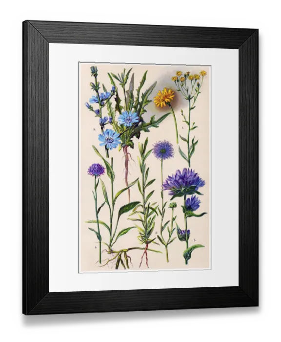 Framed Print : Medicinal and Herbal Plants Framed Print : Medicinal and Herbal Plants