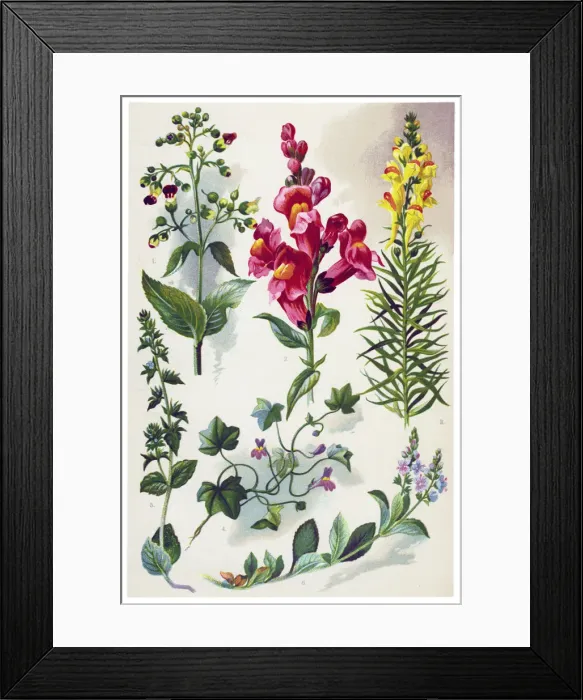 Framed Print : Medicinal and Herbal Plants Framed Print : Medicinal and Herbal Plants