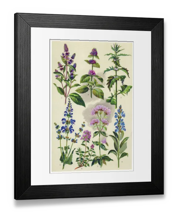 Framed Print : Medicinal and Herbal Plants Framed Print : Medicinal and Herbal Plants