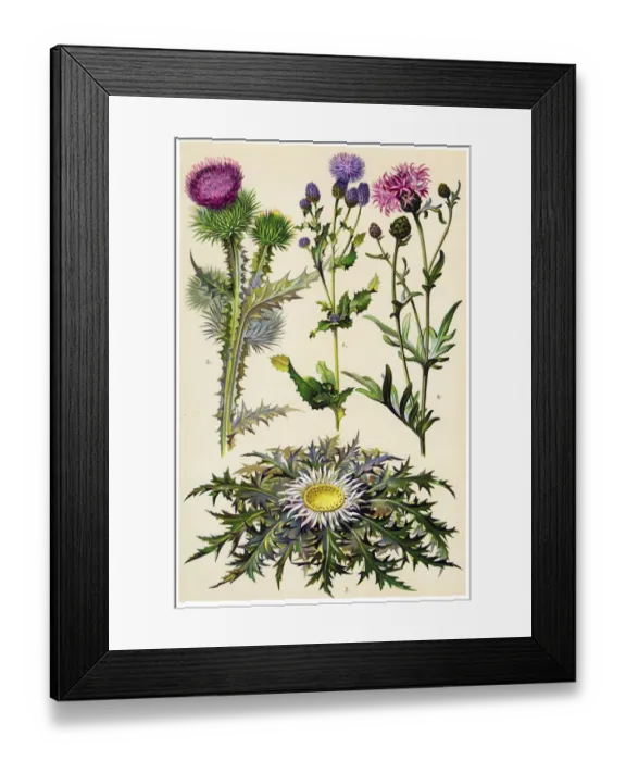 Framed Print : Medicinal and Herbal Plants Framed Print : Medicinal and Herbal Plants