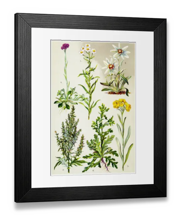 Framed Print : Medicinal and Herbal Plants Framed Print : Medicinal and Herbal Plants