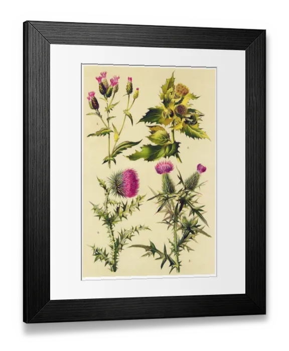 Framed Print : Medicinal and Herbal Plants Framed Print : Medicinal and Herbal Plants