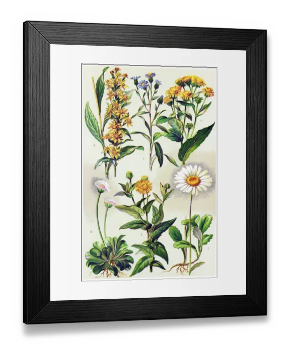 Framed Print : Medicinal and Herbal Plants Framed Print : Medicinal and Herbal Plants
