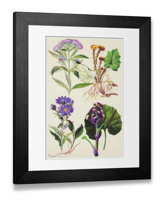 Framed Print : Medicinal and Herbal Plants Framed Print : Medicinal and Herbal Plants