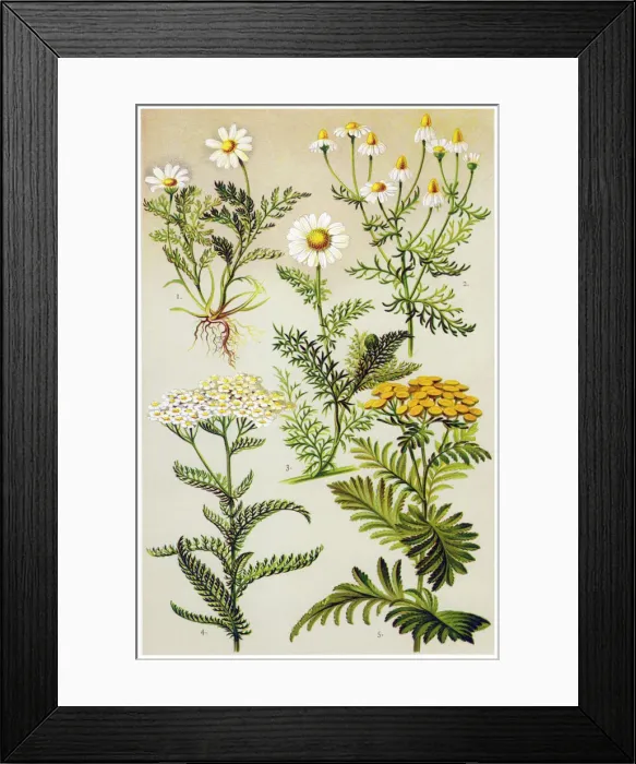 Framed Print : Medicinal and Herbal Plants