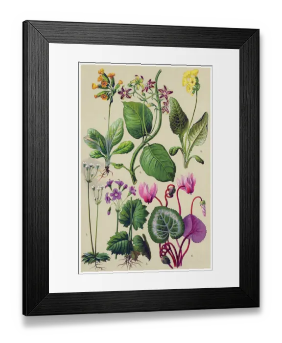 Framed Print : Medicinal and Herbal Plants Framed Print : Medicinal and Herbal Plants