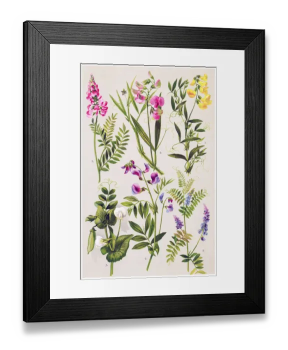 Framed Print : Medicinal and Herbal Plants Framed Print : Medicinal and Herbal Plants