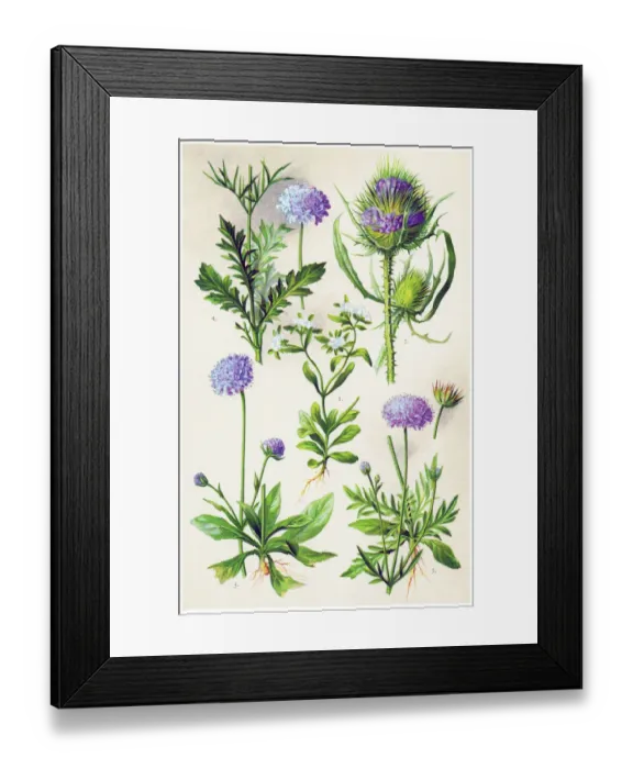 Framed Print : Medicinal and Herbal Plants Framed Print : Medicinal and Herbal Plants