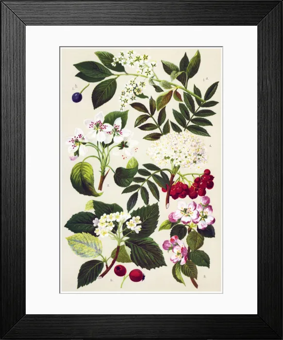Framed Print : Medicinal and Herbal Plants Framed Print : Medicinal and Herbal Plants