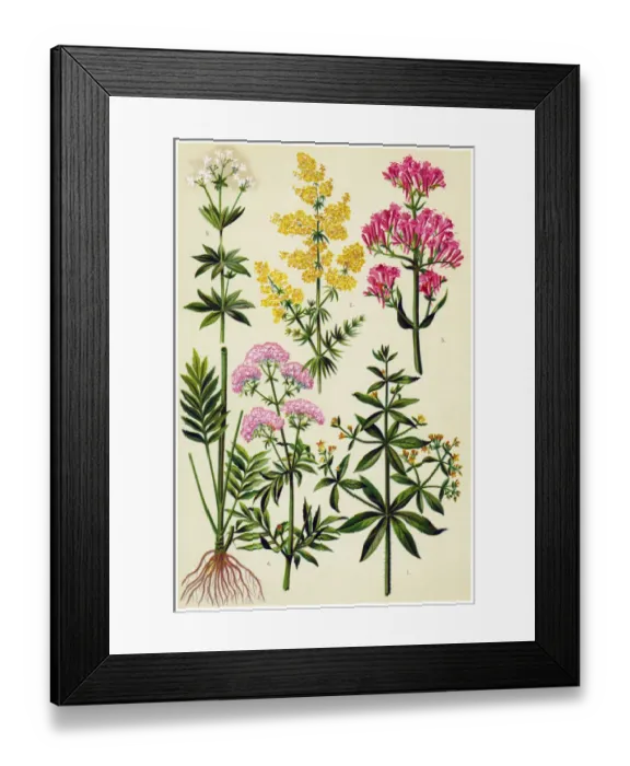 Framed Print : Medicinal and Herbal Plants Framed Print : Medicinal and Herbal Plants