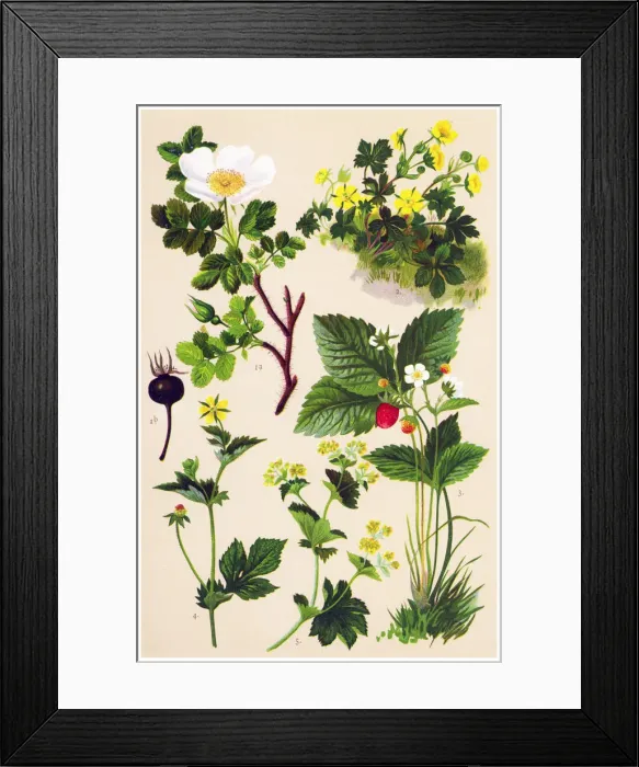 Framed Print : Medicinal and Herbal Plants Framed Print : Medicinal and Herbal Plants